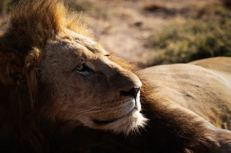 A close view of a reclining male lion shows its face in profile and thick mane against blurred vegetation.