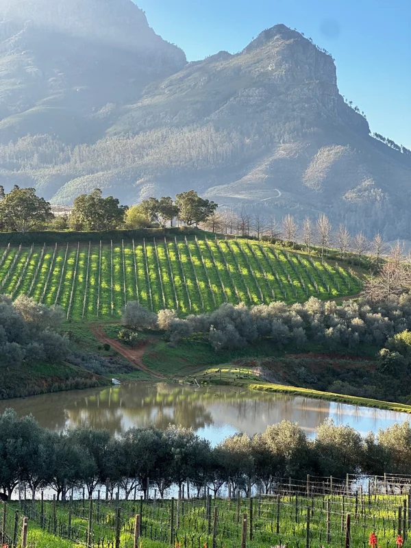 Parallel rows of green plants cover slopes above a reflective pond, with trees and steep rocky mountains behind.